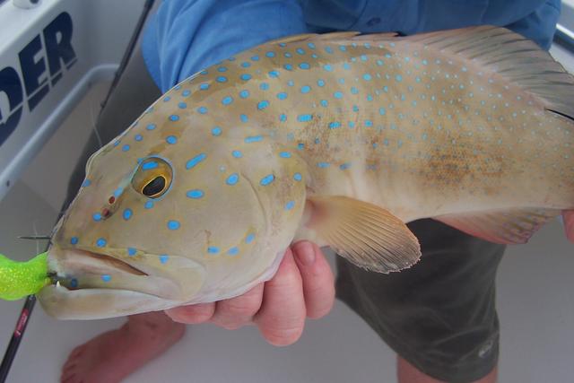 Trout colours Trout colours